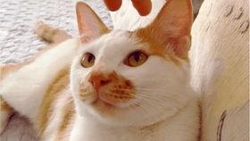 最可怕的吃瓜视频,揭秘最恐怖的吃瓜视频背后的惊人真相